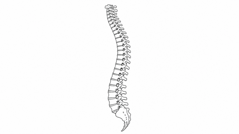 Spine