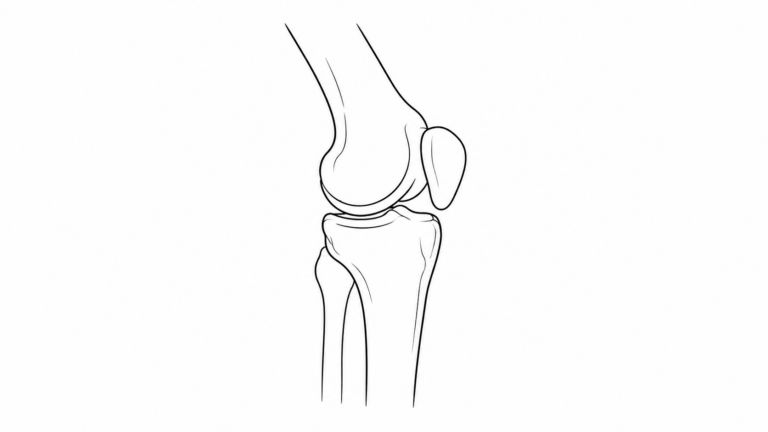 Knee